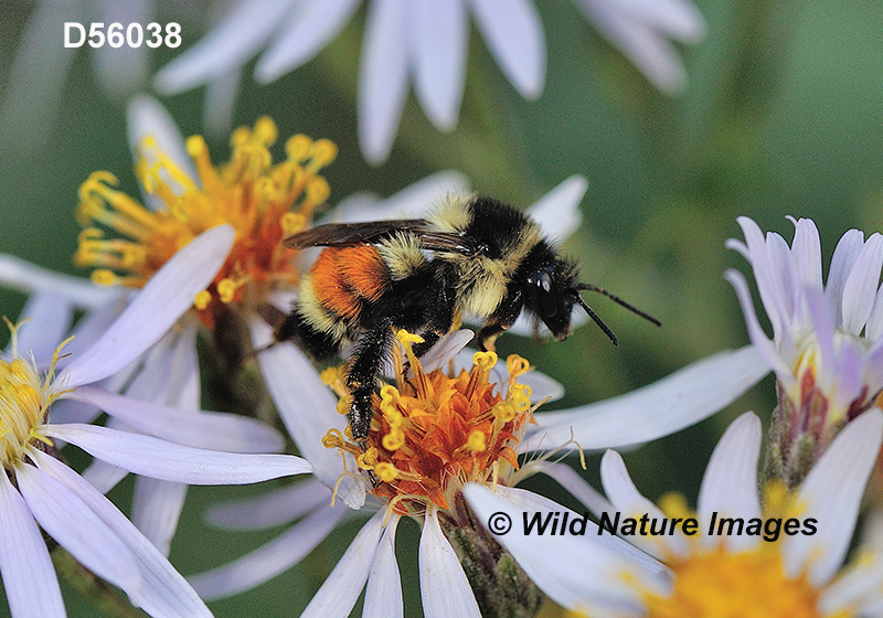 Tricolored Bumble Bee (Bombus ternaries)